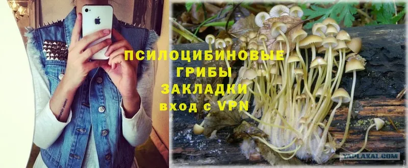 Псилоцибиновые грибы Psilocybe  маркетплейс официальный сайт  Верхнеуральск 